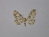  (Idaea seriataAH01Sp - BC ZSM Lep 19797)  @11 [ ] CreativeCommons - Attribution Non-Commercial Share-Alike (2010) Unspecified SNSB, Zoologische Staatssammlung Muenchen