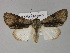  (Acronicta alni - BC ZSM Lep 27649)  @15 [ ] CreativeCommons - Attribution Non-Commercial Share-Alike (2010) Unspecified SNSB, Zoologische Staatssammlung Muenchen