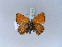  (Lycaena thersamon - BC ZSM Lep 30508)  @13 [ ] CreativeCommons - Attribution Non-Commercial Share-Alike (2010) Unspecified SNSB, Zoologische Staatssammlung Muenchen