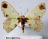  (Agathiopsis - BC ZSM Lep 30572)  @12 [ ] Copyright (2010) Unspecified SNSB, Zoologische Staatssammlung Muenchen