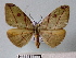  (Hypochrosis hyadaria - BC ZSM Lep 30594)  @13 [ ] Copyright (2010) Unspecified SNSB, Zoologische Staatssammlung Muenchen