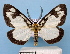  (Pseudobracca biplagiata - BC ZSM Lep 30595)  @15 [ ] Copyright (2010) Unspecified SNSB, Zoologische Staatssammlung Muenchen