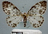  (Pogonopygia xanthura - BC ZSM Lep 30608)  @14 [ ] Copyright (2010) Unspecified SNSB, Zoologische Staatssammlung Muenchen