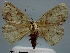  (Heterostegania lunulosa - BC ZSM Lep 30611)  @13 [ ] Copyright (2010) Unspecified SNSB, Zoologische Staatssammlung Muenchen