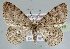  (Ctenectropis seisakuraii - BC ZSM Lep 30616)  @14 [ ] Copyright (2010) Unspecified SNSB, Zoologische Staatssammlung Muenchen