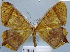  (Thinopteryx crocoptera - BC ZSM Lep 30624)  @14 [ ] Copyright (2010) Unspecified SNSB, Zoologische Staatssammlung Muenchen