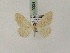  (Idaea persidis - BC PG Lep 0034)  @14 [ ] Copyright (2010) Unspecified Research Collection of Gergely Petranyi
