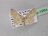  (Idaea belemiataAH01 - BC ZSM Lep 19554)  @14 [ ] CreativeCommons - Attribution Non-Commercial Share-Alike (2010) Unspecified SNSB, Zoologische Staatssammlung Muenchen