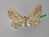  (Idaea renataria - BC ZSM Lep 19634)  @14 [ ] CreativeCommons - Attribution Non-Commercial Share-Alike (2010) Unspecified SNSB, Zoologische Staatssammlung Muenchen