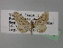  (Eupithecia amasina - BC ZSM Lep 24743)  @14 [ ] CreativeCommons - Attribution Non-Commercial Share-Alike (2010) Unspecified SNSB, Zoologische Staatssammlung Muenchen