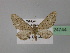  (Eupithecia AH09Tr - BC ZSM Lep 24744)  @14 [ ] CreativeCommons - Attribution Non-Commercial Share-Alike (2010) Unspecified SNSB, Zoologische Staatssammlung Muenchen