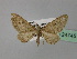  (Eupithecia AH10Tr - BC ZSM Lep 24745)  @14 [ ] CreativeCommons - Attribution Non-Commercial Share-Alike (2010) Unspecified SNSB, Zoologische Staatssammlung Muenchen