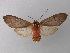  (Amastus coccinator - BC ZSM Lep 19847)  @14 [ ] CreativeCommons - Attribution Non-Commercial Share-Alike (2010) Unspecified SNSB, Zoologische Staatssammlung Muenchen