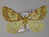  (Opisthograptis sulphurea - BC ZSM Lep 27416)  @14 [ ] CreativeCommons - Attribution Non-Commercial Share-Alike (2010) Unspecified SNSB, Zoologische Staatssammlung Muenchen