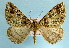  (Arichanna furcifera - BC ZSM Lep 32566)  @14 [ ] Copyright (2010) Unspecified SNSB, Zoologische Staatssammlung Muenchen