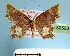  (Chrysocraspeda iole - BC ZSM Lep 32593)  @14 [ ] Copyright (2010) Unspecified SNSB, Zoologische Staatssammlung Muenchen