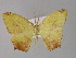  (Epigynopteryx africana - BC ZSM Lep 29229)  @12 [ ] CreativeCommons - Attribution Non-Commercial Share-Alike (2010) Unspecified SNSB, Zoologische Staatssammlung Muenchen