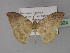  (Platypepla AH01Tz - BC ZSM Lep 29324)  @14 [ ] CreativeCommons - Attribution Non-Commercial Share-Alike (2010) Unspecified SNSB, Zoologische Staatssammlung Muenchen