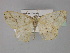  (Epigynopteryx HS02 - BC ZSM Lep 29327)  @13 [ ] CreativeCommons - Attribution Non-Commercial Share-Alike (2010) Unspecified SNSB, Zoologische Staatssammlung Muenchen
