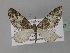  (Eupithecia dilucidaAH01Tz - BC ZSM Lep 29357)  @14 [ ] CreativeCommons - Attribution Non-Commercial Share-Alike (2010) Unspecified SNSB, Zoologische Staatssammlung Muenchen