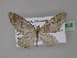  (Eupithecia AH03Tz - BC ZSM Lep 29358)  @14 [ ] CreativeCommons - Attribution Non-Commercial Share-Alike (2010) Unspecified SNSB, Zoologische Staatssammlung Muenchen
