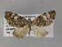  (Eupithecia dilucidaAH02Tz - BC ZSM Lep 29359)  @13 [ ] CreativeCommons - Attribution Non-Commercial Share-Alike (2010) Unspecified SNSB, Zoologische Staatssammlung Muenchen