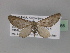  (Eupithecia mendosariaAH02Tz - BC ZSM Lep 29366)  @14 [ ] CreativeCommons - Attribution Non-Commercial Share-Alike (2010) Unspecified SNSB, Zoologische Staatssammlung Muenchen