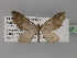  (Eupithecia mendosariaAH03Tz - BC ZSM Lep 29367)  @11 [ ] CreativeCommons - Attribution Non-Commercial Share-Alike (2010) Unspecified SNSB, Zoologische Staatssammlung Muenchen