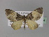  (Eupithecia dilucidaAH06Tz - BC ZSM Lep 29374)  @13 [ ] CreativeCommons - Attribution Non-Commercial Share-Alike (2010) Unspecified SNSB, Zoologische Staatssammlung Muenchen