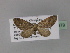  (Eupithecia mendosariaAH04Tz - BC ZSM Lep 29379)  @11 [ ] CreativeCommons - Attribution Non-Commercial Share-Alike (2010) Unspecified SNSB, Zoologische Staatssammlung Muenchen