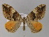  (Amnesicoma simplex - BC ZSM Lep 29420)  @14 [ ] CreativeCommons - Attribution Non-Commercial Share-Alike (2010) Unspecified SNSB, Zoologische Staatssammlung Muenchen