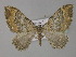  (Rheumaptera alternata - BC ZSM Lep 29454)  @11 [ ] CreativeCommons - Attribution Non-Commercial Share-Alike (2010) Unspecified SNSB, Zoologische Staatssammlung Muenchen