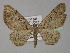  (Eupithecia AH03Pk - BC ZSM Lep 29471)  @11 [ ] CreativeCommons - Attribution Non-Commercial Share-Alike (2010) Unspecified SNSB, Zoologische Staatssammlung Muenchen