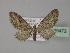  (Eupithecia AH04Pk - BC ZSM Lep 29472)  @13 [ ] CreativeCommons - Attribution Non-Commercial Share-Alike (2010) Unspecified SNSB, Zoologische Staatssammlung Muenchen