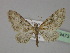  (Eupithecia AH05Pk - BC ZSM Lep 29473)  @11 [ ] CreativeCommons - Attribution Non-Commercial Share-Alike (2010) Unspecified SNSB, Zoologische Staatssammlung Muenchen