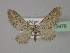  (Eupithecia AH07Pk - BC ZSM Lep 29476)  @12 [ ] CreativeCommons - Attribution Non-Commercial Share-Alike (2010) Unspecified SNSB, Zoologische Staatssammlung Muenchen