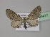  (Eupithecia AH08Pk - BC ZSM Lep 29477)  @13 [ ] CreativeCommons - Attribution Non-Commercial Share-Alike (2010) Unspecified SNSB, Zoologische Staatssammlung Muenchen