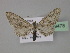  (Eupithecia AH09Pk - BC ZSM Lep 29478)  @11 [ ] CreativeCommons - Attribution Non-Commercial Share-Alike (2010) Unspecified SNSB, Zoologische Staatssammlung Muenchen