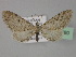  (Eupithecia AH11Pk - BC ZSM Lep 29480)  @13 [ ] CreativeCommons - Attribution Non-Commercial Share-Alike (2010) Unspecified SNSB, Zoologische Staatssammlung Muenchen