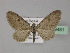  (Eupithecia AH12Pk - BC ZSM Lep 29481)  @13 [ ] CreativeCommons - Attribution Non-Commercial Share-Alike (2010) Unspecified SNSB, Zoologische Staatssammlung Muenchen