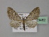  (Eupithecia AH13Pk - BC ZSM Lep 29482)  @11 [ ] CreativeCommons - Attribution Non-Commercial Share-Alike (2010) Unspecified SNSB, Zoologische Staatssammlung Muenchen