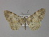 (Alcis AH14Pk - BC ZSM Lep 29522)  @11 [ ] CreativeCommons - Attribution Non-Commercial Share-Alike (2010) Unspecified SNSB, Zoologische Staatssammlung Muenchen