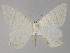  (Ourapteryx AH02Pk - BC ZSM Lep 29558)  @11 [ ] CreativeCommons - Attribution Non-Commercial Share-Alike (2010) Unspecified SNSB, Zoologische Staatssammlung Muenchen