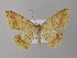  (Luxiaria AH02Ph - BC ZSM Lep 31296)  @14 [ ] CreativeCommons - Attribution Non-Commercial Share-Alike (2010) Unspecified SNSB, Zoologische Staatssammlung Muenchen