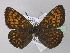  (Melitaea athalia - BC ZSM Lep 32176)  @15 [ ] CreativeCommons - Attribution Non-Commercial Share-Alike (2010) Unspecified SNSB, Zoologische Staatssammlung Muenchen