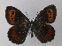  (Erebia ligea - BC ZSM Lep 32184)  @13 [ ] CreativeCommons - Attribution Non-Commercial Share-Alike (2010) Unspecified SNSB, Zoologische Staatssammlung Muenchen