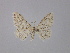  (Idaea ibizaria - BC ZSM Lep 32187)  @13 [ ] CreativeCommons - Attribution Non-Commercial Share-Alike (2010) Unspecified SNSB, Zoologische Staatssammlung Muenchen