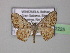  (Idaea fervensAH01Ve - BC ZSM Lep 32225)  @13 [ ] CreativeCommons - Attribution Non-Commercial Share-Alike (2010) Unspecified SNSB, Zoologische Staatssammlung Muenchen
