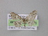  (Eupithecia AH27Ec - BC ZSM Lep 04279)  @14 [ ] CreativeCommons - Attribution Non-Commercial Share-Alike (2010) Unspecified SNSB, Zoologische Staatssammlung Muenchen