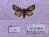  (Grammia quenseli - BC AB Lep 00045)  @12 [ ] Copyright (2010) Unspecified Research Collection of Andreas Bergmann